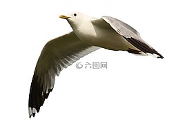 海鸥,飞行,鸟