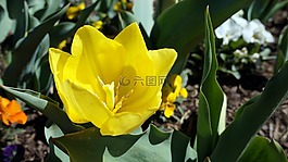 花,黃色,自然