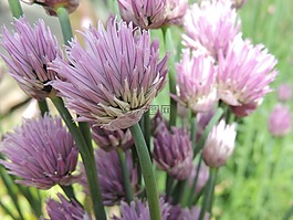 韭菜,花,工厂