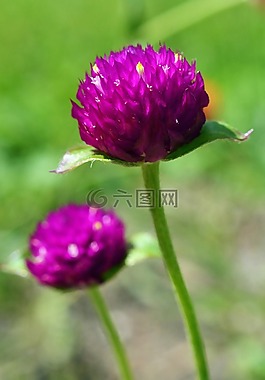 莧菜,紫紅色,開花