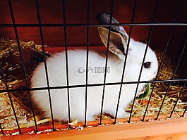野兔,動物,兔