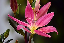 百合,花,粉紅色