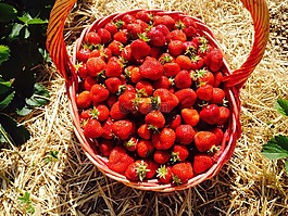 草莓,紅色,水果