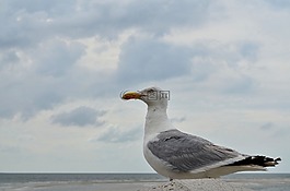 海鷗,關(guān)閉,海