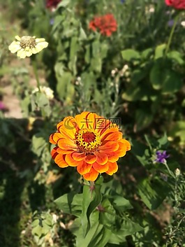 開花,金,橙