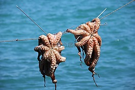 八達(dá)通,魷魚(yú),海鮮