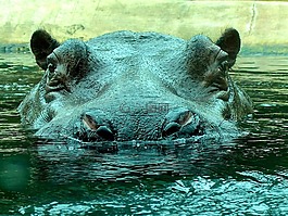 河馬,動物園,關閉