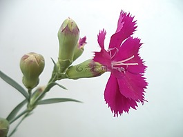 花,康乃馨,花瓣