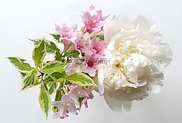 鮮花,繡球,自然