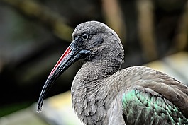 鳥,野生動物,自然