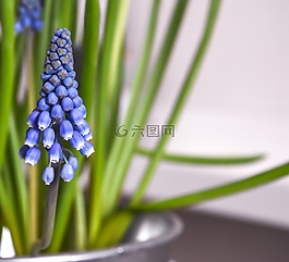 春天的花朵,鮮花,春
