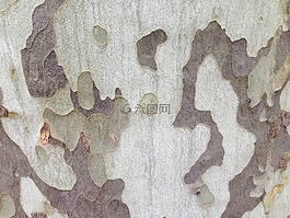 飛機(jī),樹,吠