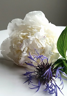 鮮花,繡球,盛開