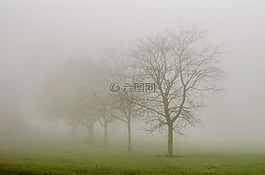 樹,霧,天氣