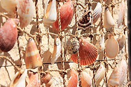 貽貝,德卡,海事