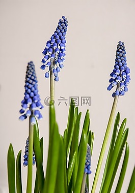 春天的花朵,鮮花,春