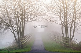 樹,霧,天氣