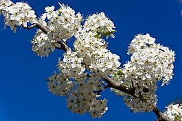 花,枝杈,自然