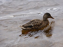 綠頭鴨,鳥類,鳥