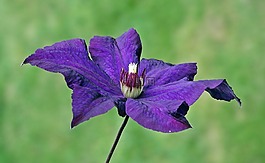 性質,花,鐵線蓮