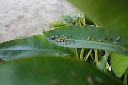 性質(zhì),綠,花園