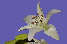 花,特寫,植物區(qū)系