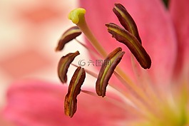 百合,花,花瓣
