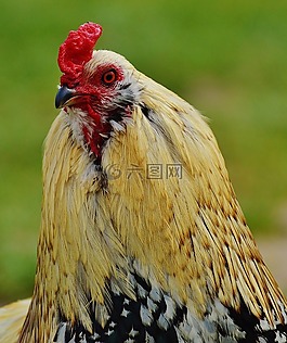 哈恩,wildpark 地點(diǎn),驕傲