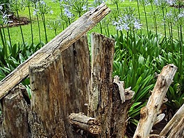 木材,花園性質(zhì),綠色
