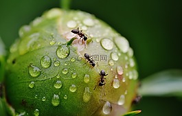 牡丹,芽,螞蟻