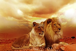 獅子,野生動物園,非洲