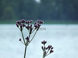 鮮花,花,水