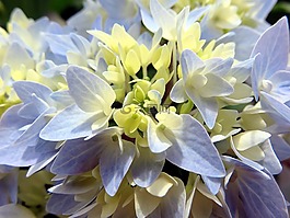 性質(zhì),植物,花