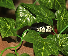 加利福尼亞州 getula,鏈瞎扯,蛇