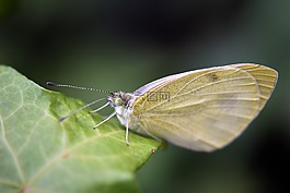 gonepteryx rhamni,蝴蝶,昆蟲(chóng)