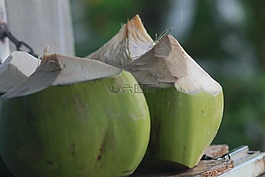 椰子,樹,性質(zhì)