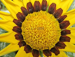 花,鮮花,向日葵