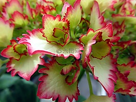 性質(zhì),植物,花