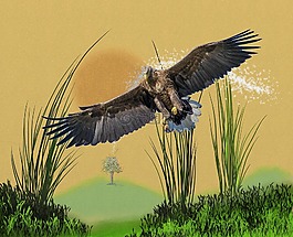 狩獵,阿德勒,鳥