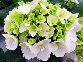 性質(zhì),植物,花