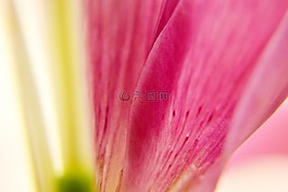 花,花瓣,特寫