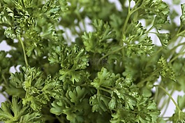 香菜,綠色,香料