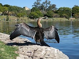 snakebird,野生動(dòng)物,澳大利亞鏢