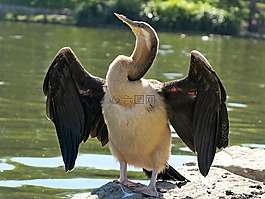 snakebird,野生動(dòng)物,澳大利亞鏢