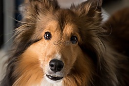 狗,shelti,牧羊犬