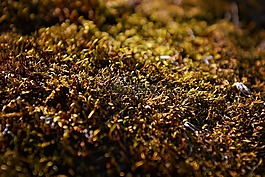 苔,綠色,蓬松
