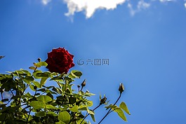玫瑰,天空,紅色