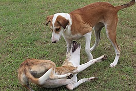 狗,犬,印度的品種