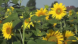 太陽(yáng)花,夏季,盛開(kāi)