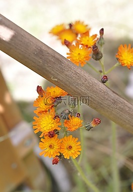花,野草,關閉